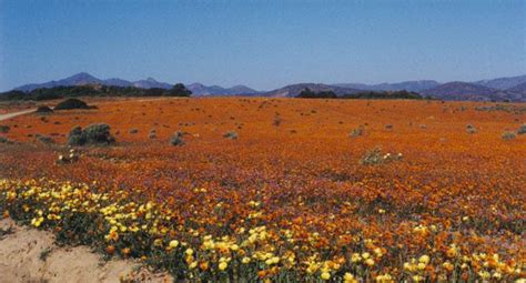 Drive The Cape Flower Route West Coast And Namaqualand South Africa