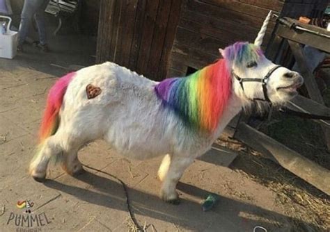 My Little Pony My Little Pony Ahhhahhahhahhhhhhhh Unicorn Life Real