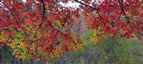 2020 Fall Color Report For The Nc Mountains Week 5