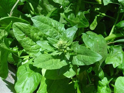 The ones that you get in the store are usually sad looking. Bolting Spinach Plant Picture | Free Photograph | Photos ...