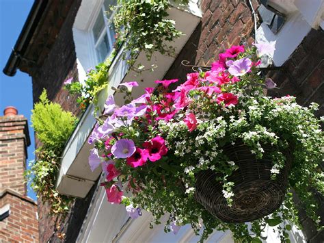 A Beginners Guide To Hanging Baskets Lovethegarden