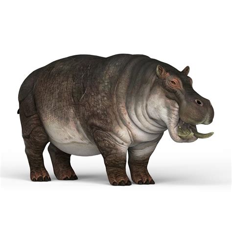 Artstation Hippopotamus 3d Model Resources