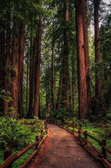 Aesthetically Pleasing Nature Photography Places To See Muir Woods