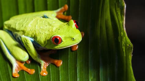 Wallpaper Animals Nature Green Amphibian Red Eyed Tree Frogs