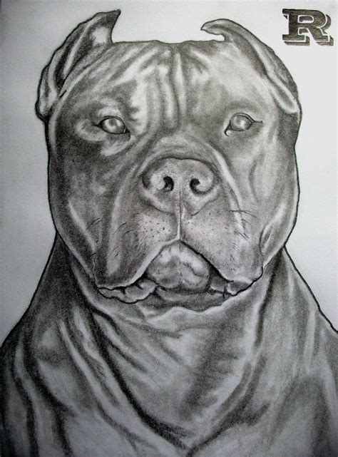 Ideas De Pit Bulls Dibujos De Pitbull Perros Dibujos A Lapiz Dibujo