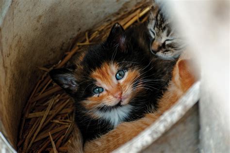 Feral Kitten Care What To Do If You Find Kittens In Your Yard Grit