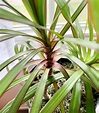 How to Care for and Propagate Dracaena Marginata | Sprouts and Stems