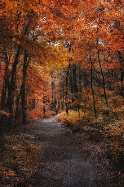 Good Evening Walk In The Woods Autumn Scenery Beautiful Nature