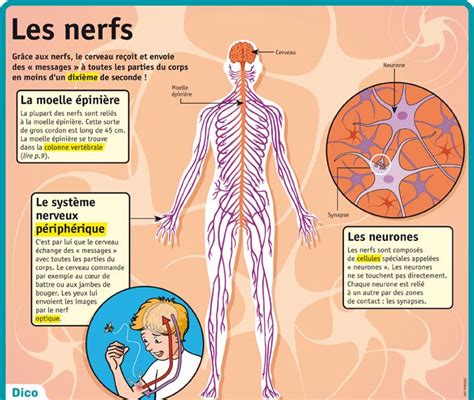 Educational Infographic Fiche Exposés Les Nerfs Your Number One