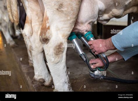 Close Up Of Farmers Hands Putting Milking Machine On Cows Udders On