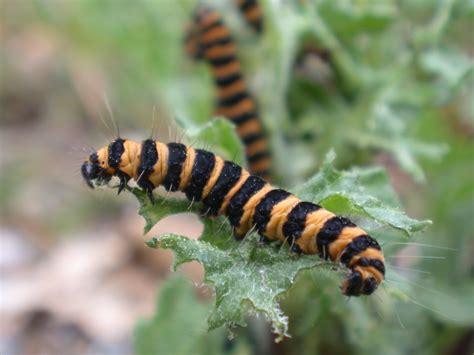 Imageafter Images Caterpillar Poisonous Yellow And Black Hair