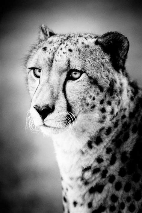 Cheetah Portrait Fine Art Photograph — Beth Wold Fine