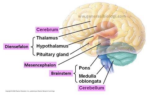 Bagian Bagian Otak Dan Fungsinya Pada Manusia TERLENGKAP Generasi Biologi