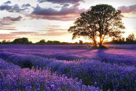 Descobrir Imagen Campos De Lavanda Avignon Br Thptnganamst Edu Vn