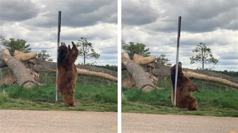 Bear Caught Dancing On Pole Youtube