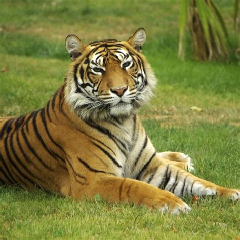 Tiger Subspecies Comparison