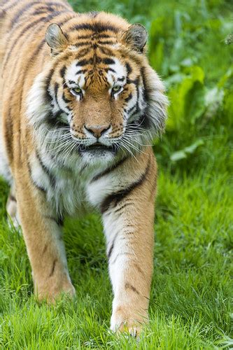 Male Siberian Tiger Looking At Me And Walking Another One Flickr