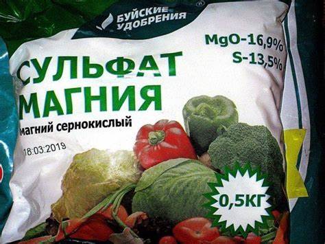 Похудеть магния сульфат Сульфат магния для томатов: как применять с максимальной пользой Сульфат магния для томатов: как применять с максимальной пользой Похудеть магния сульфат