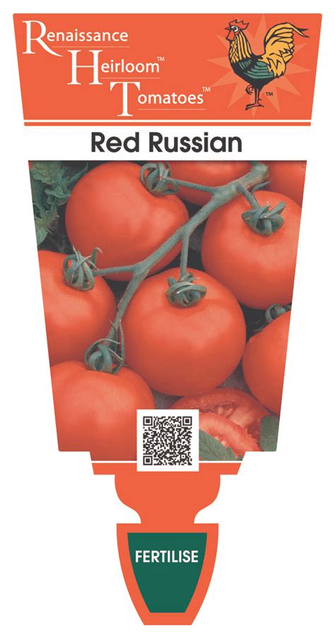 Tomato Heirloom ‘red Russian Renaissance Herbs
