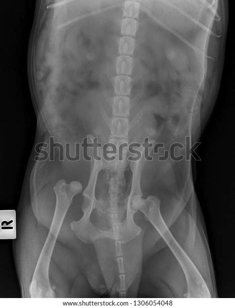Xray Hip Luxation Big Dogfront View Stock Photo 1306054048 Shutterstock