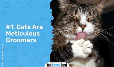 Reasons Why Do Cats Lick Themselves Most Of The Time