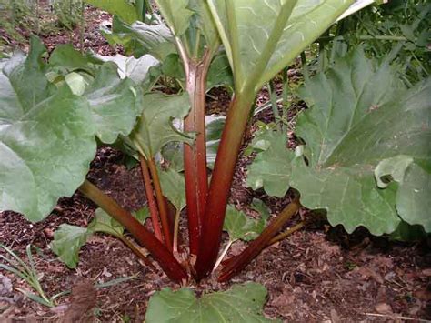 Any part of this plant is a big no. Top 10 Poisonous Foods We Love To Eat - Listverse