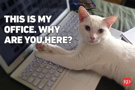 My By Cat Call Center Cat Meme Stock Pictures And Photos