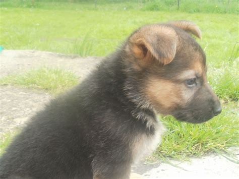 Gentle pets and strong watch dogs, gsds are noble, large, muscular dogs bred for their intelligence and working ability. 1 gorgeous german shepherd pup | West Drayton, Middlesex ...