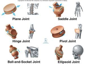 A similarity of all these synovial joints are that they all can. Joint : Definition, Anatomy, Movement, Types & Examples ...