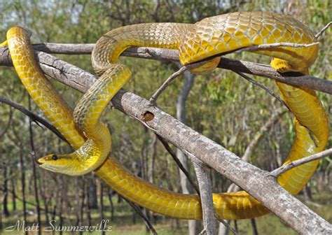 Common Tree Snake
