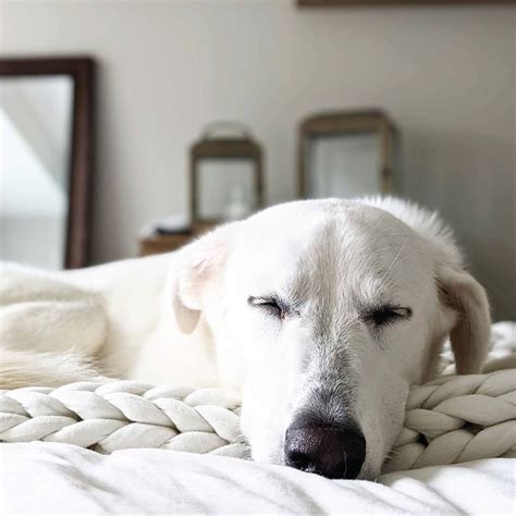 How Many Hours A Day Do Dogs Sleep Keep Your Canine Well Rested