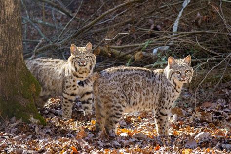 New Bobcat Brothers Spotted In Bays Mountain Park Habitat SuperTalk 92 9