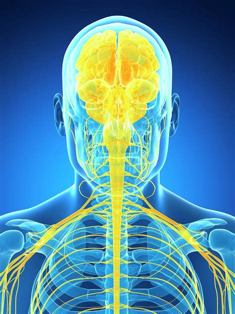 Human Brain And Nervous System Photograph By Sebastian Kaulitzki Pixels
