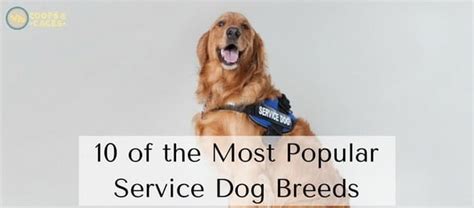 10 Of The Most Popular Service Dog Breeds Coops And Cages
