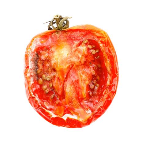 Best Rotten Tomato Stock Photos Pictures And Royalty Free Images Istock