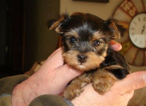 If healthy, happy and loving yorkie puppies are what you are looking for then you have come to the right place. Gorgeous Tiny Yorkie Puppies For sale-Text: (310) 219-6418 ...