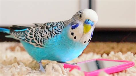 Budgie Singing To Mirror Parakeet Sounds Newbieto Pets