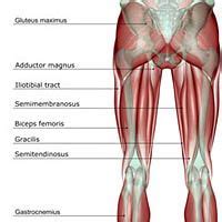 A tear may be caused by an injury or increased pressure on the tendon that occurs during sports or a fall. A Pain in the Rear: High Hamstring Tendinitis | Runner's World