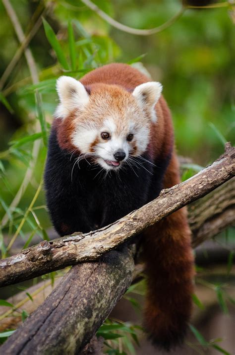Red Panda Walking On Tree Log During Daytime · Free Stock Photo