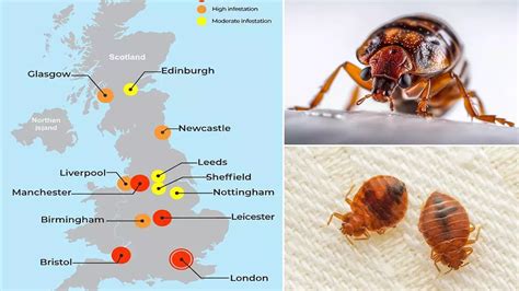 Worst Bed Bug Infected Cities Across Britain Mapped With Creepy