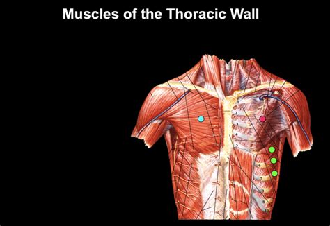 Lab 1 Thoracic Wall Muscles Of The Thoracic Wall Diagram Diagram