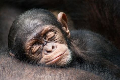 Sleeping Chimp Cute Animals Baby Adorable Sleep Animal