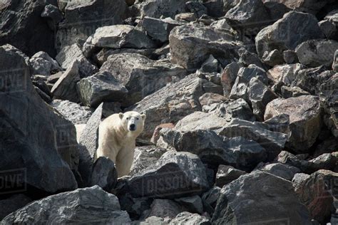 Polar Bear Amongst Rocky Mountains Torngats Mountains National Park