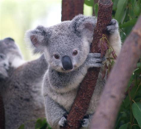 Cutest Koala This Cute Baby Koala Was Shot In Currumbin Wi Flickr