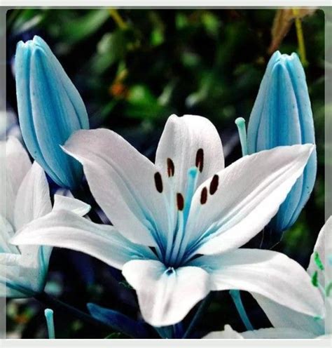 If you love to diy by yourself, you might start growing seedlings in yogurt cups, milk cartons or even a paper cup. Blue Heart Lillies | Lily bulbs, Flower seeds, Rare flowers