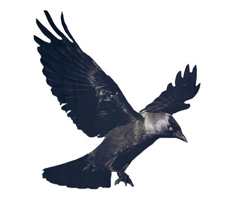 Crow Clipart Gothic Flying Crow Transparent Background Transparent