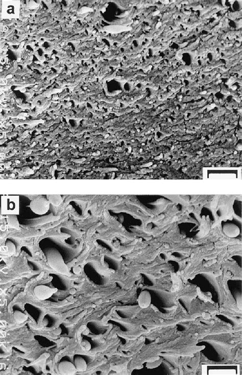 Sem Images Obtained From A Skin Region And B Core Region Of The In