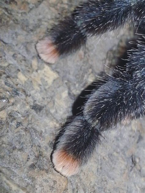 Did You Know That Spiders Have Adorable Tiny Paws
