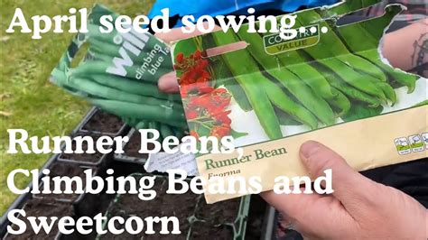April Seed Sowing Runner Beans Climbing Beans Sweetcorn With