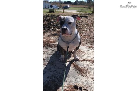 A 20% fat quantity is also allocated inside the. Zeus: American Bully puppy for sale near Raleigh / Durham ...